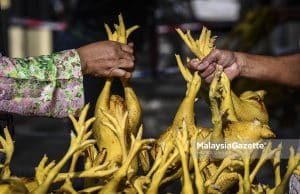 Ayam kampung dan ayam hitam dibenarkan eksport