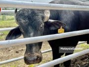 Penduduk negeri Assam dilarang makan daging lembu di tempat awam