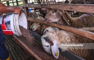 Malaysia bebas wabak Peste Des Petits Ruminants