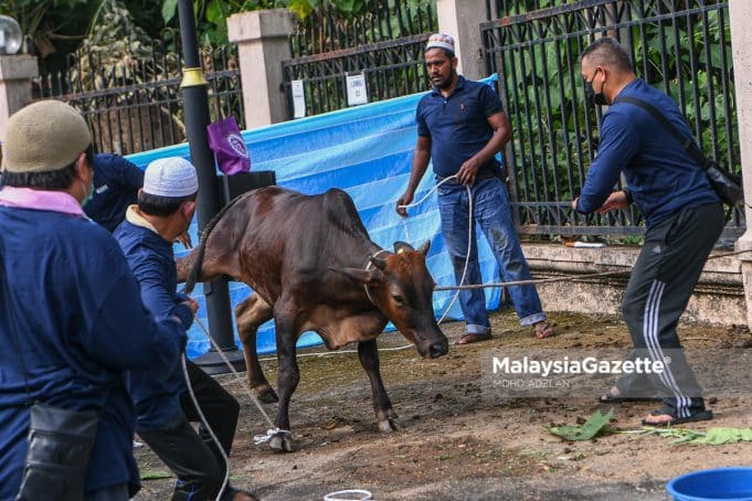 MGF10072022_KORBAN LEMBU-26