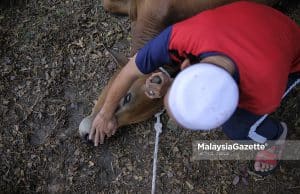 Umat Islam di Malaysia sambut Aidiladha 7 Jun