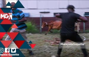 MGNews: Macam-Macam Ragam Lembu Korban