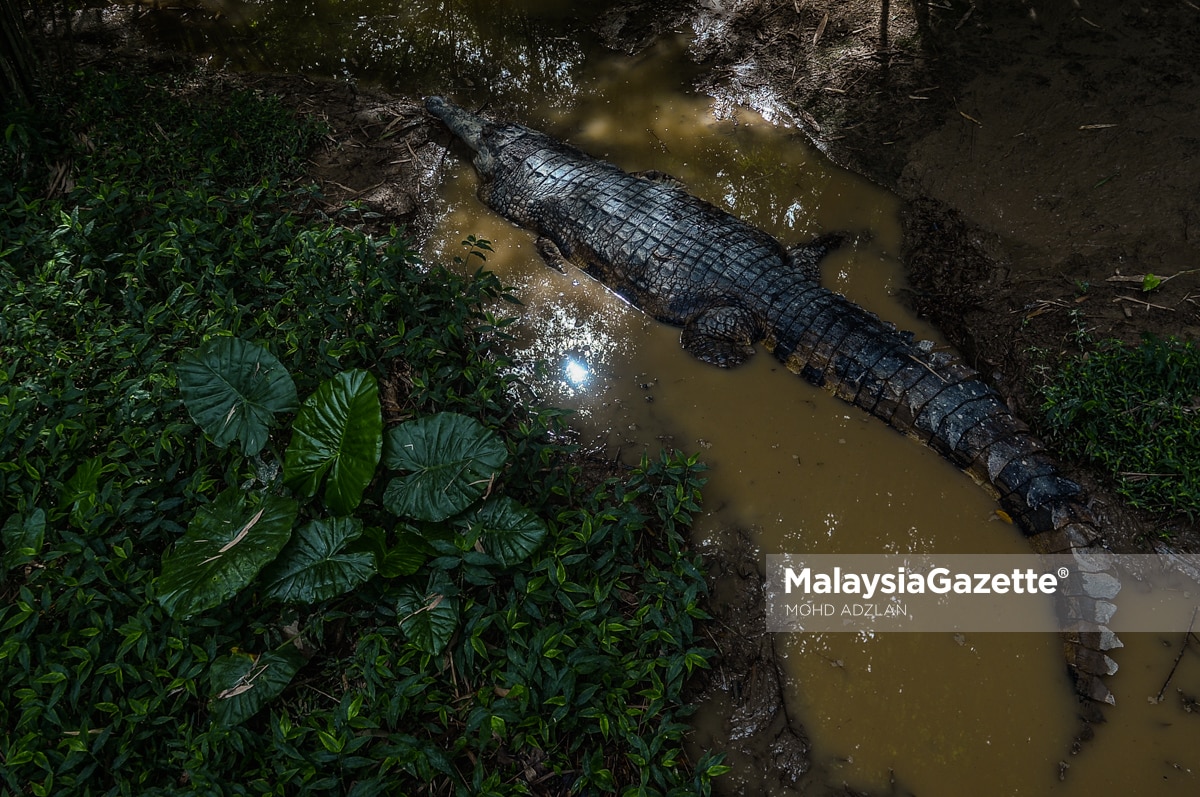 Buaya baham pekerja ladang di Lahad Datu ditembak mati