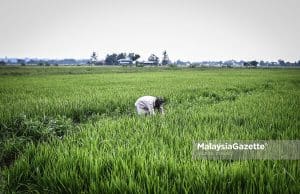 Bajet 2023 realisasi impian warga peladang – NAFAS