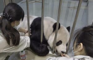 Taiwan minta veterinar China rawat panda Tuan Tuan
