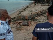 Bayi maut, 15 pokok ru di Pantai Puteri akan ditebang