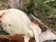 Tujuh ekor lembu mati dipanah petir di Lipis
