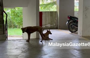 Perluas larangan bawa binatang peliharaan ke tempat awam lain