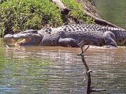 Buaya Pahang tak ganas, tak pernah serang pemancing