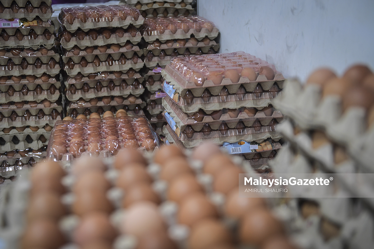 Telur ayam mengecil, kematian ternakan akibat cuaca panas