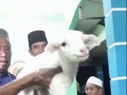 Terkejut anak kambing berkaki 6, ‘serba dua’