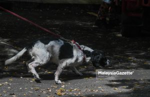 Pusat operasi K9 keempat bakal beroperasi 2029, telan belanja RM19 juta
