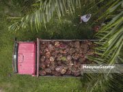 LAmbakan minyak sayuran dorong harga MSM lemah