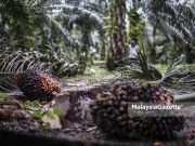 Pengeluaran minyak sawit mentah negara menurun – Johari