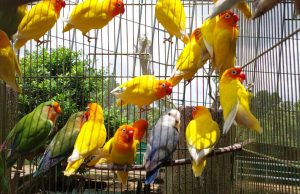 Burung cinta jadi tarikan baharu Taman Buaya Melaka