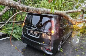 Lima individu nyaris maut pokok tumbang hempap kenderaan