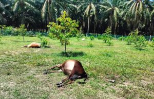 50 ekor lembu mati diracun, penternak rugi RM200,000