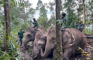 Abot, Rambai berjaya ‘pujuk’ gajah sesat