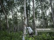 Pasaran getah diunjur lebih tinggi pekebun kecil getah