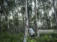 pekebun kecil getah