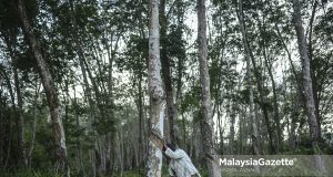 pekebun kecil getah