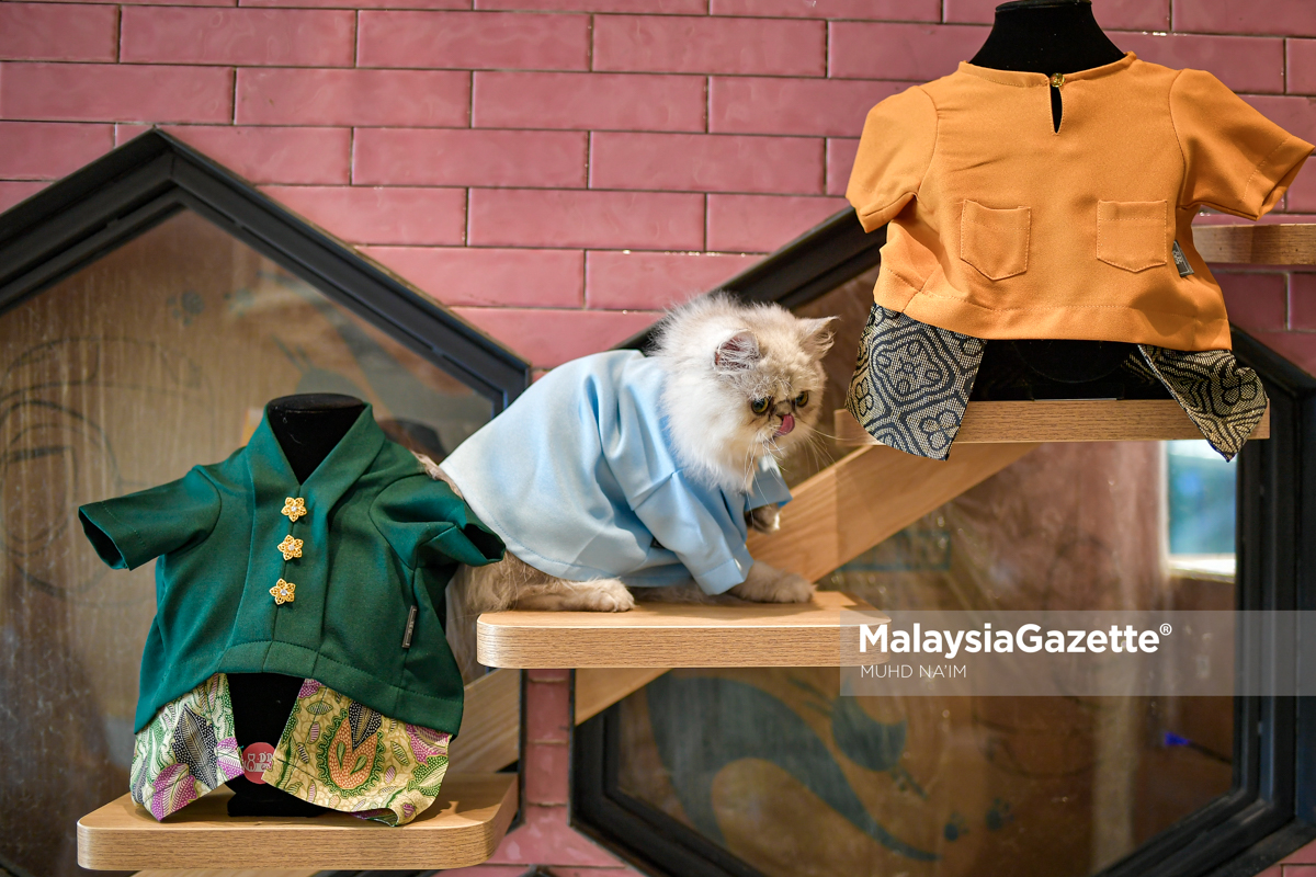 Gelagat Si Bulus Promosi Baju Raya Kucing 5
