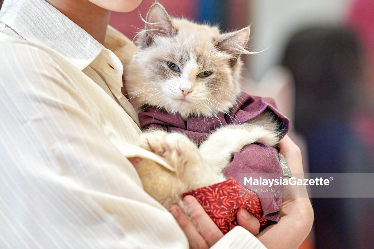 Gelagat Si Bulus Promosi Baju Raya Kucing 9