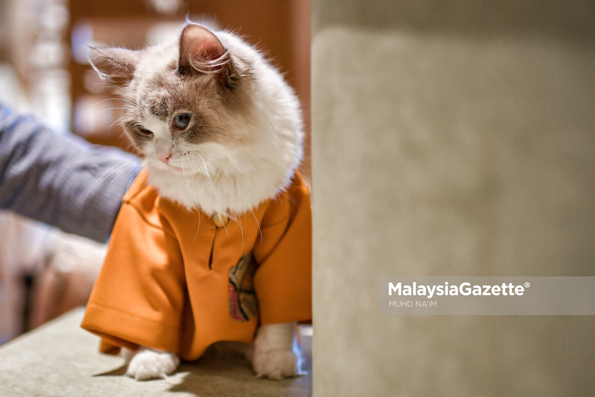 Gelagat Si Bulus Promosi Baju Raya Kucing 4