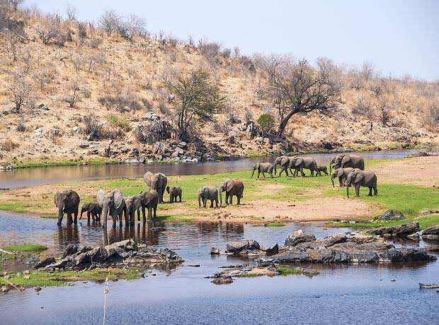 Tiga pemburu bunuh 6 ekor gajah di Taman Negara Ruaha ditangkap