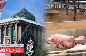 Pihak “Petik” Nama PMO Akan Diambil Tindakan. MAFS Kesan 125 Ladang Babi Haram #MGFlash