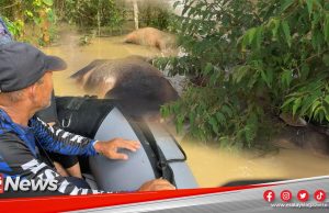 MGNews: Rasa Nak Menangis Namun Penternak Redha Berpuluh Ekor Lembu Jadi Korban Banjir