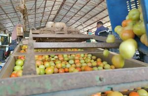 FAMA pasarkan 12.5 metrik tan tomato bagi atasi lebihan bekalan
