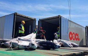 717.1 metrik tan ikan tuna dibawa masuk sejak tahun lalu