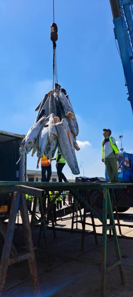 717.1 metrik tan ikan tuna dibawa masuk sejak tahun lalu 2