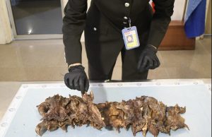 MAQIS rampas 10 kg tikus salai daripada penumpang Vietnam