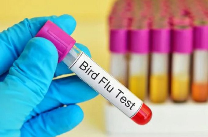 bird flu