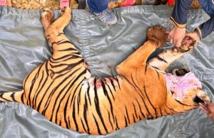 Harimau betina cedera terkena jerat pemburu haram diselamatkan di Gua Musang