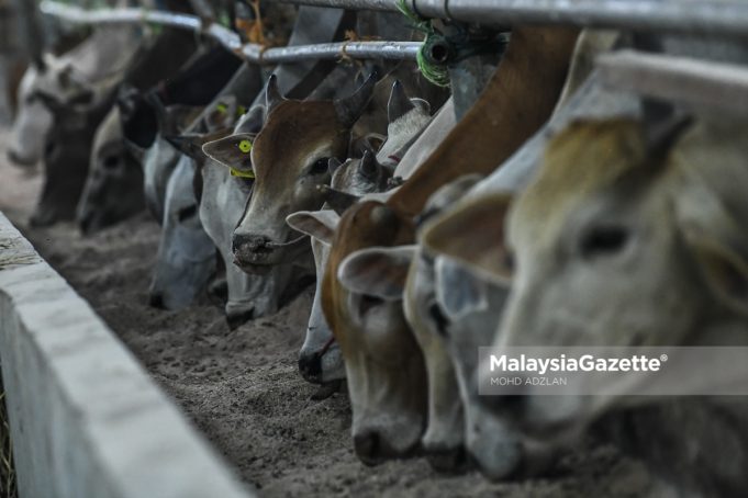 MGF26062023_KANDANG LEMBU-2