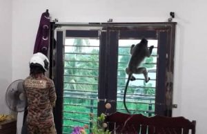 Monyet liar masuk rumah cari makanan