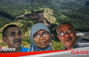MGNews: Musang King Gugat Rimba Teloi, Penduduk Umpama Menunggu Bencana