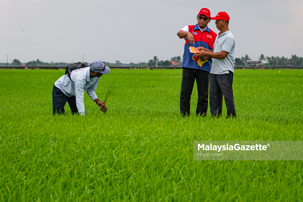 Calon PH Permatang, Pak Ya Kempen Undi Pesawah