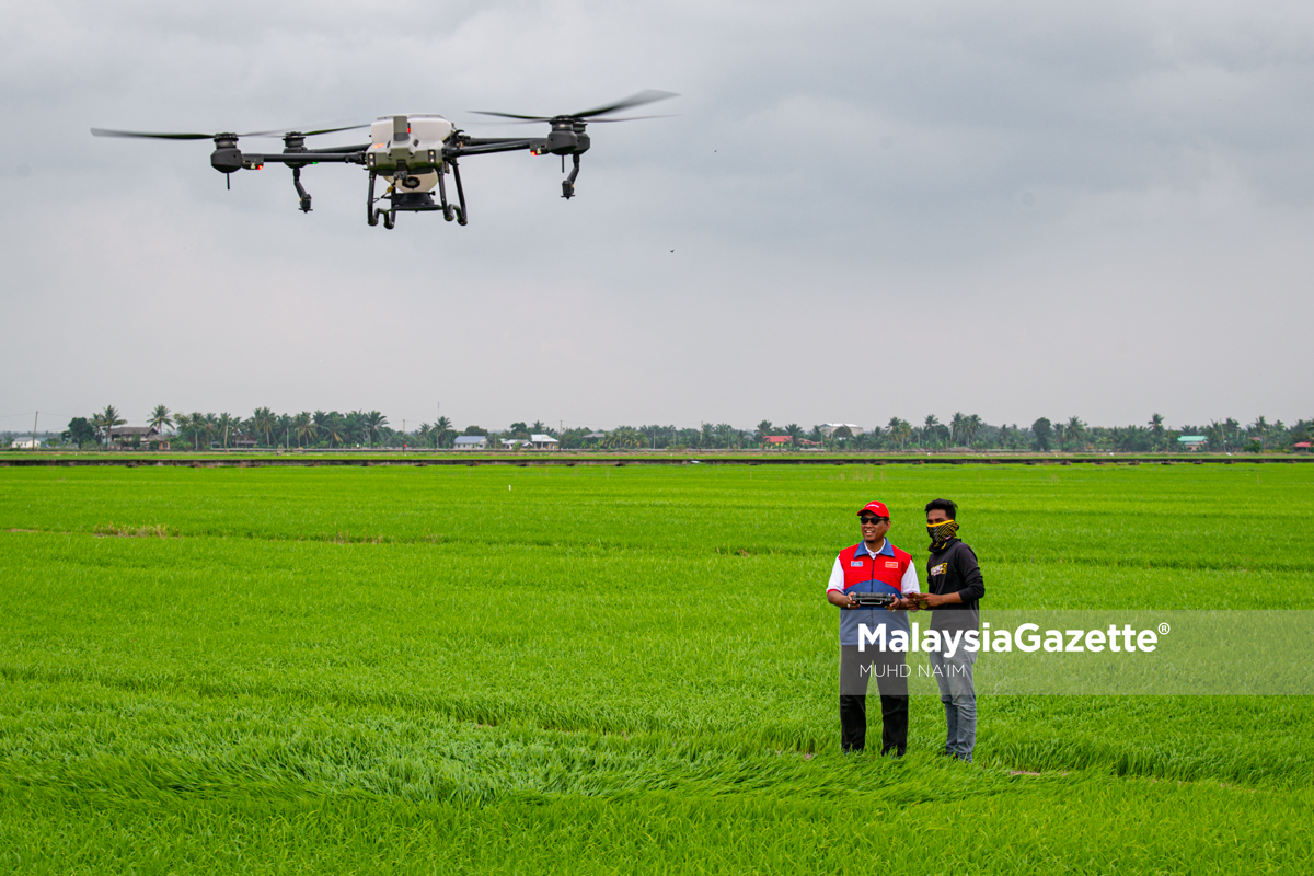 MGF01082023 CALON PH TANJONG KARANG KEMPEN PERTANIAN SAWAH 15