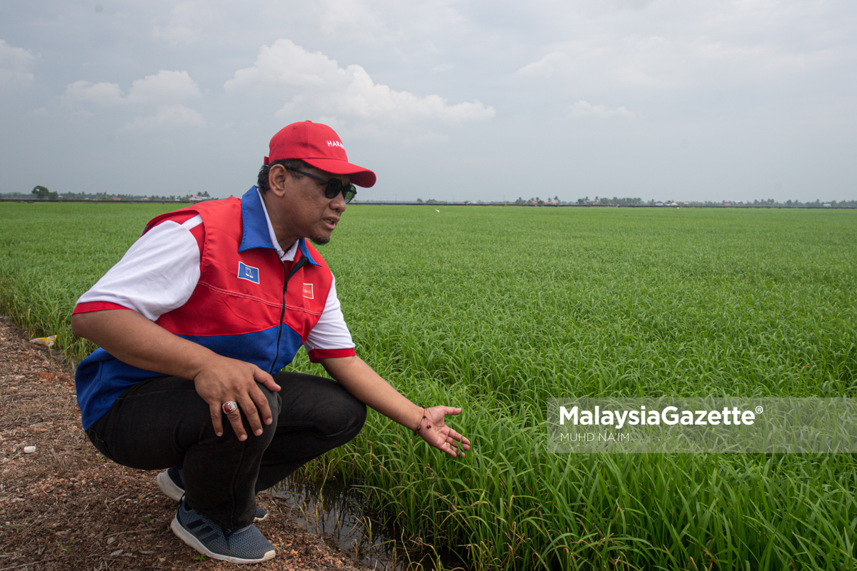 MGF01082023 CALON PH TANJONG KARANG KEMPEN PERTANIAN SAWAH 20