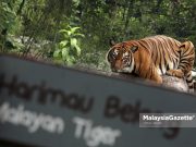 Enam ekor Harimau Malaya mati dilanggar sejak 2023 – Nik Nazmi