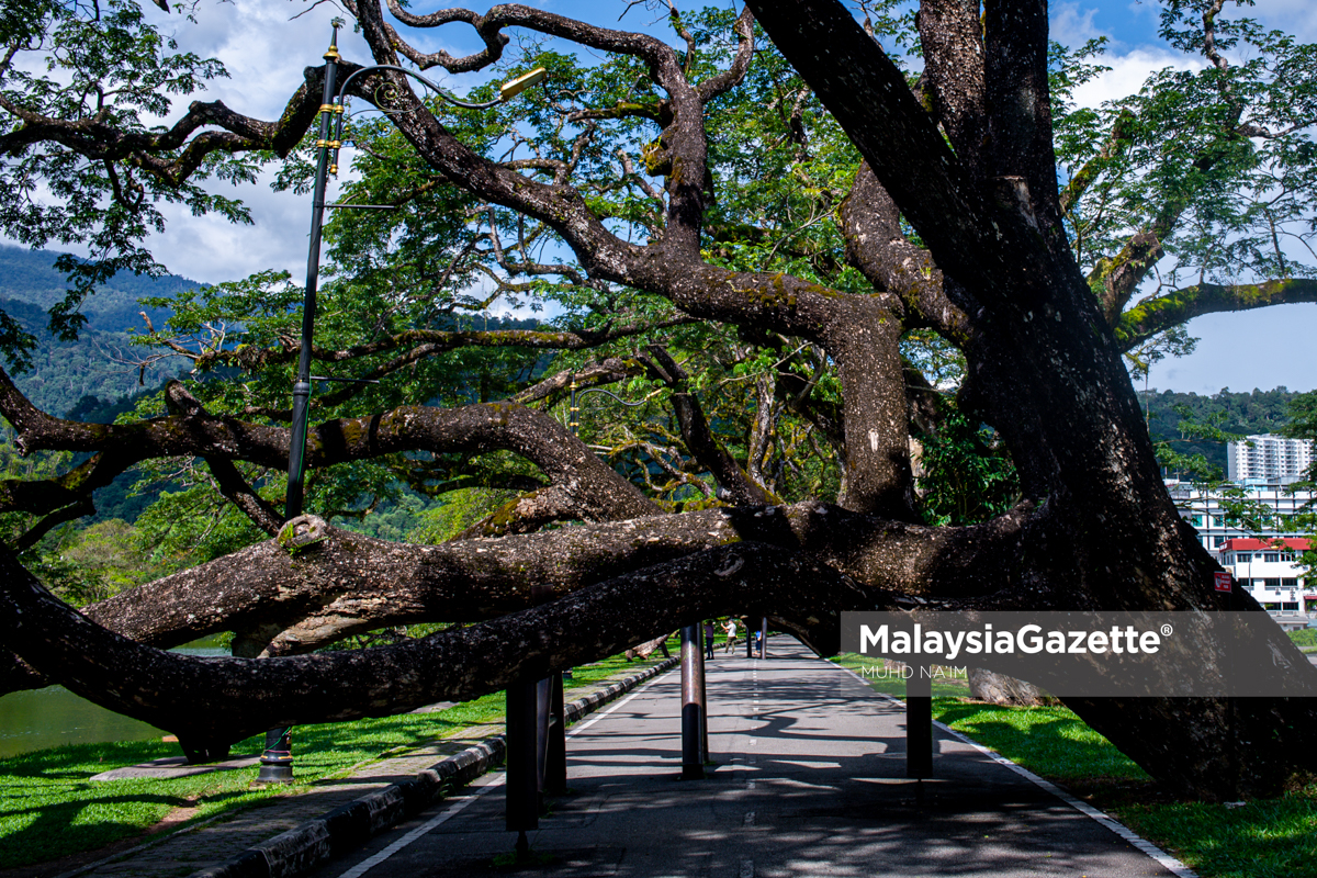 Taman Tasik Taiping Inspirasi Lestari Hijau Taman Tasik Taiping Inspirasi Lestari Hijau