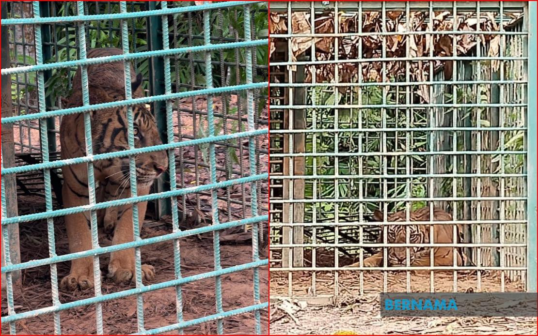 Harimau Belang jantan berjaya ditangkap di Pos Bihai