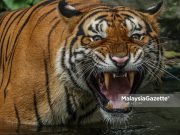 Memang betul lembu di Kampung Ulu Kuang diserang harimau – Perhilitan