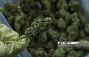 Thailand bakal perketat semula peraturan ganja