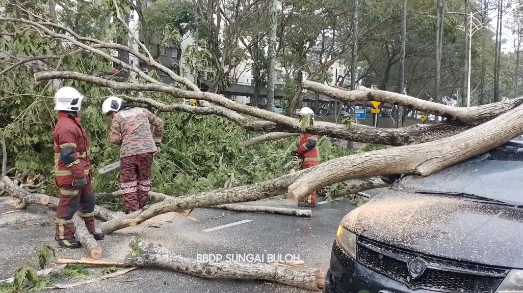 Dua kenderaan dihempap pokok tumbang, pemandu selamat