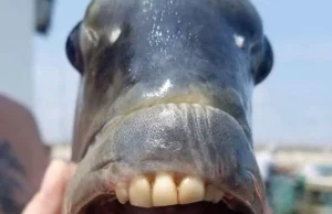 Nelayan terkejut ikan ada gigi mirip manusia